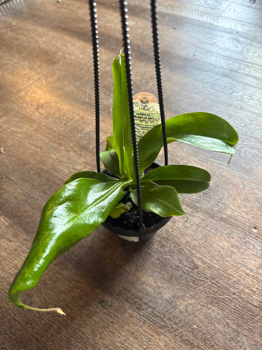4 inch pitcher plant