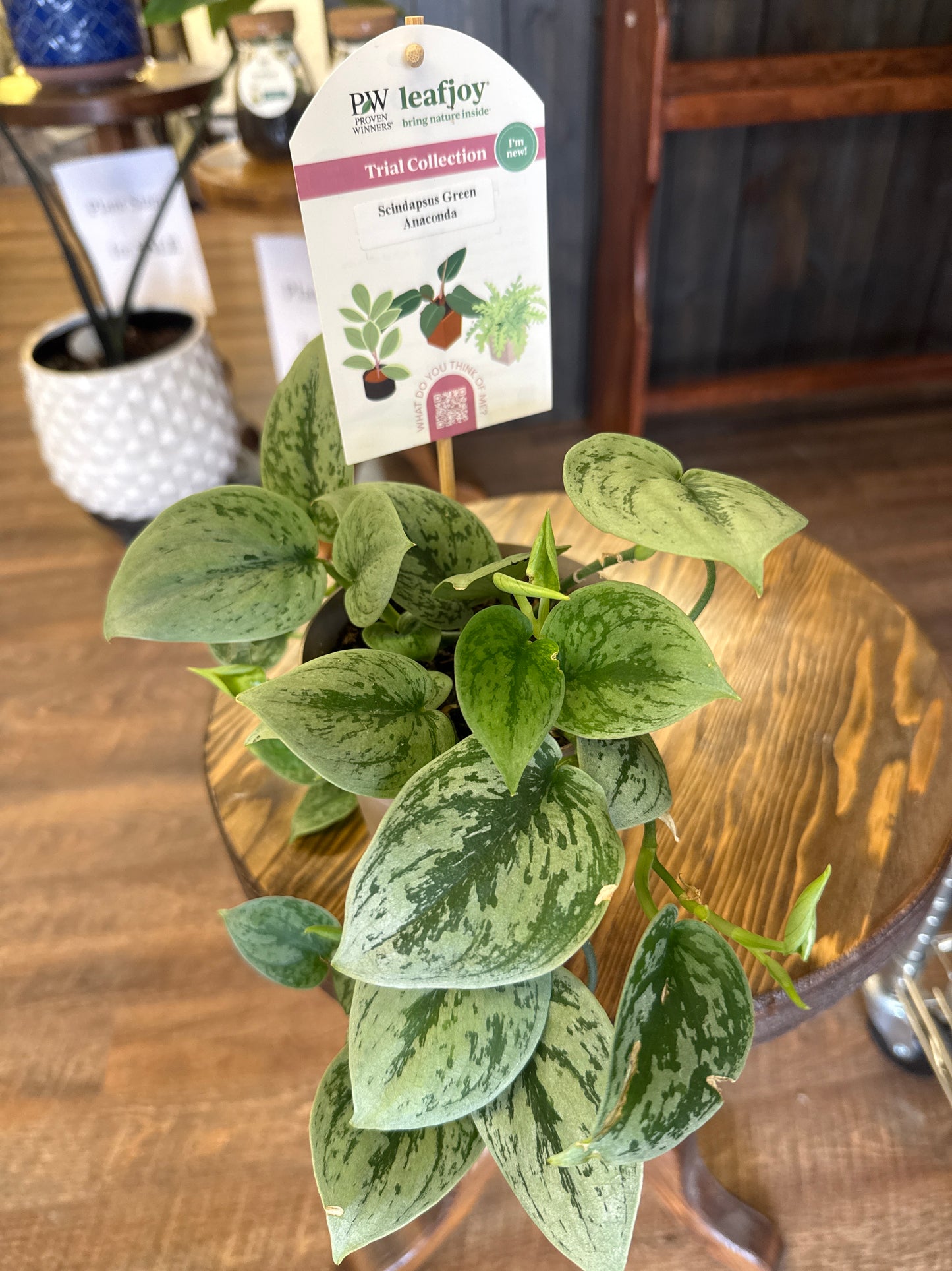 Scindap Green Anaconda Plant