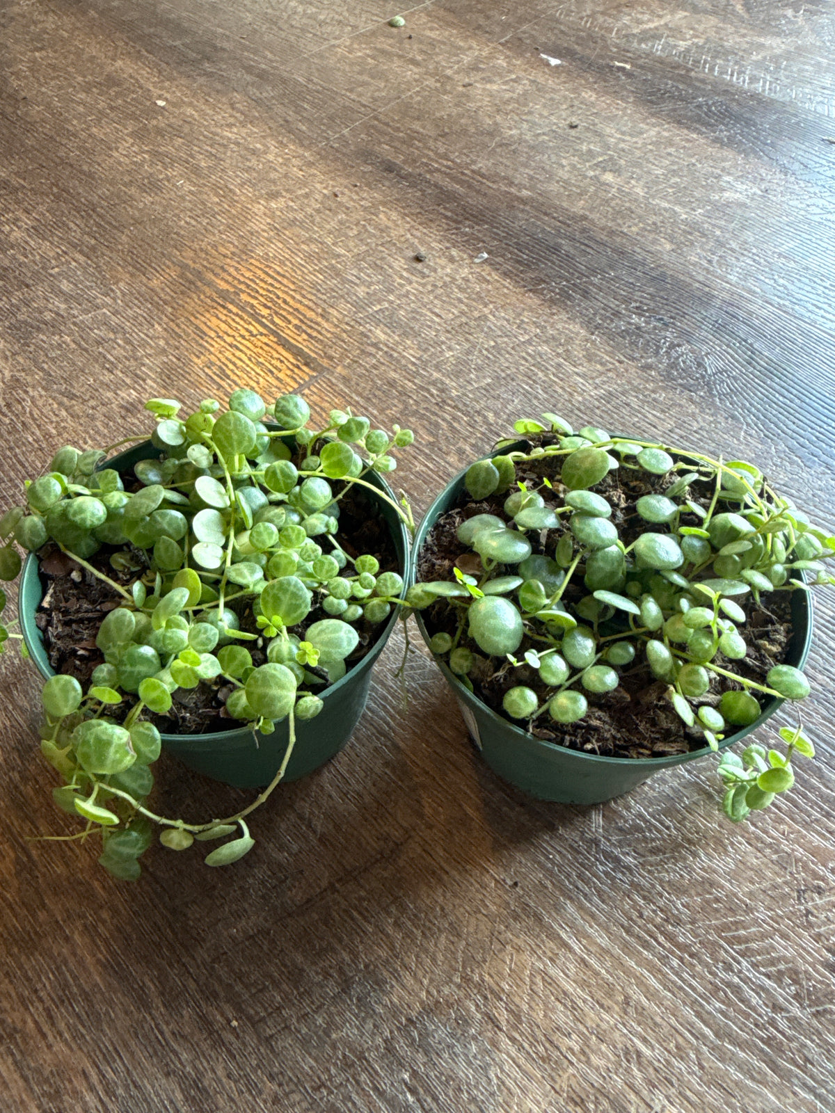 String of turtles
