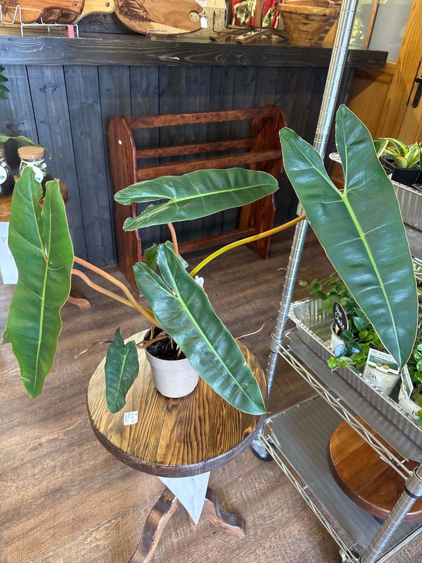 Billietiae Plant