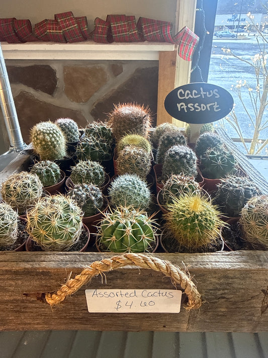 Cactus (assort 2 in.)