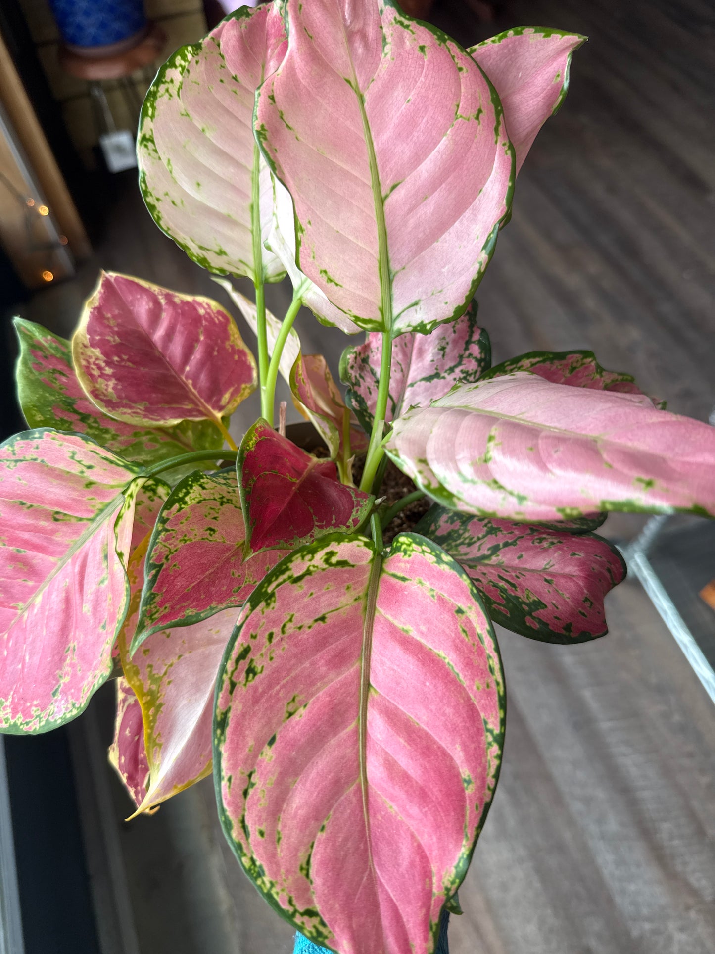 Aglaonema Red Valentine