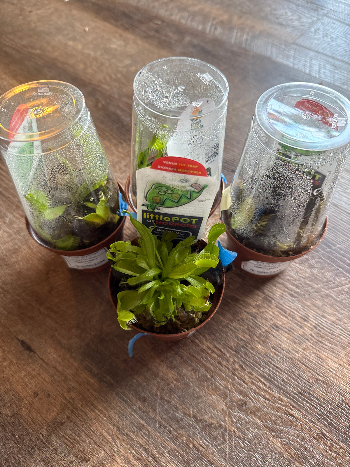 Venus flytrap 3 inch