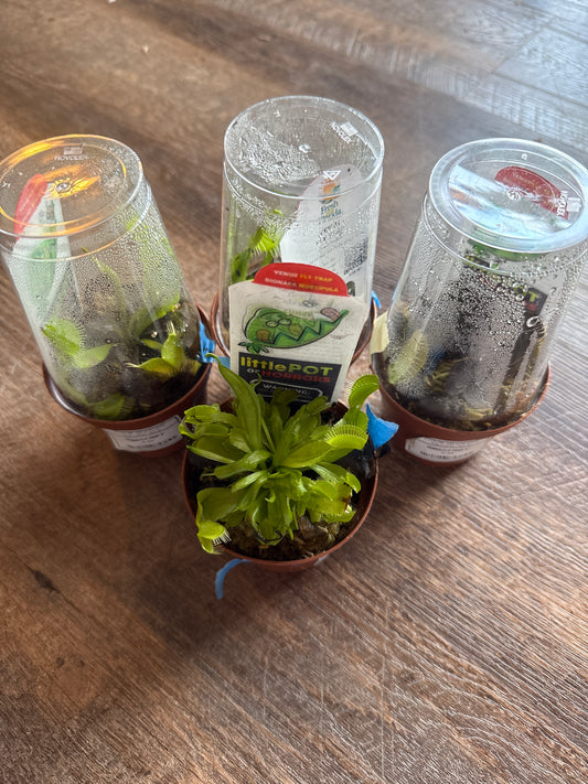 Venus flytrap 3 inch