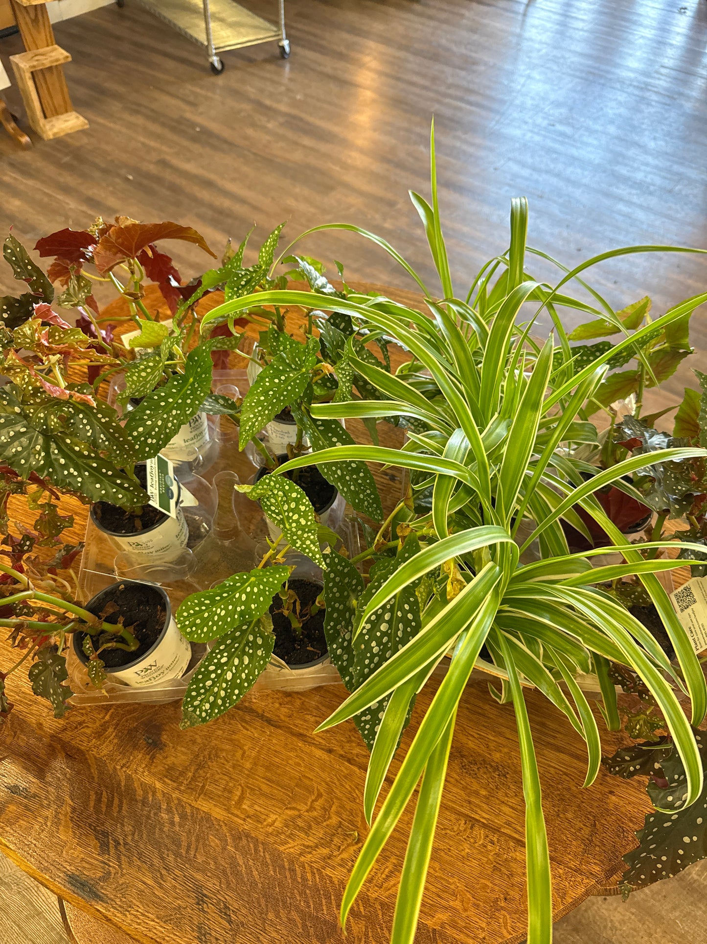 3” plants assorted 5 for $25.00