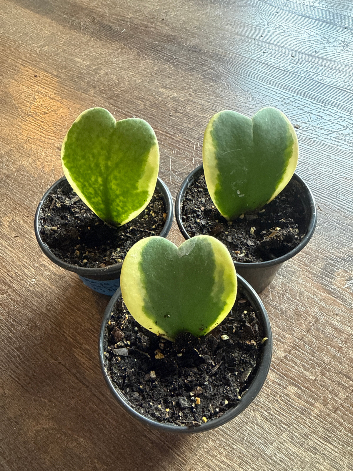 Hoya hearts