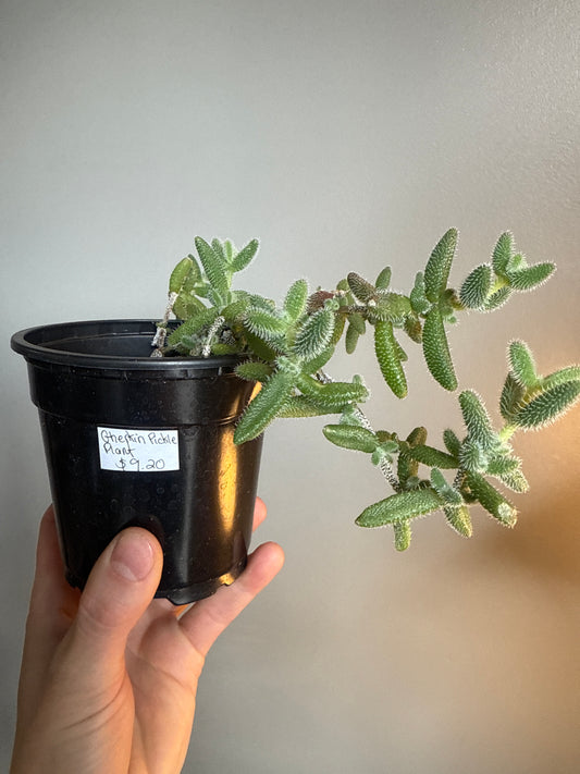 Gherkin pickle plant