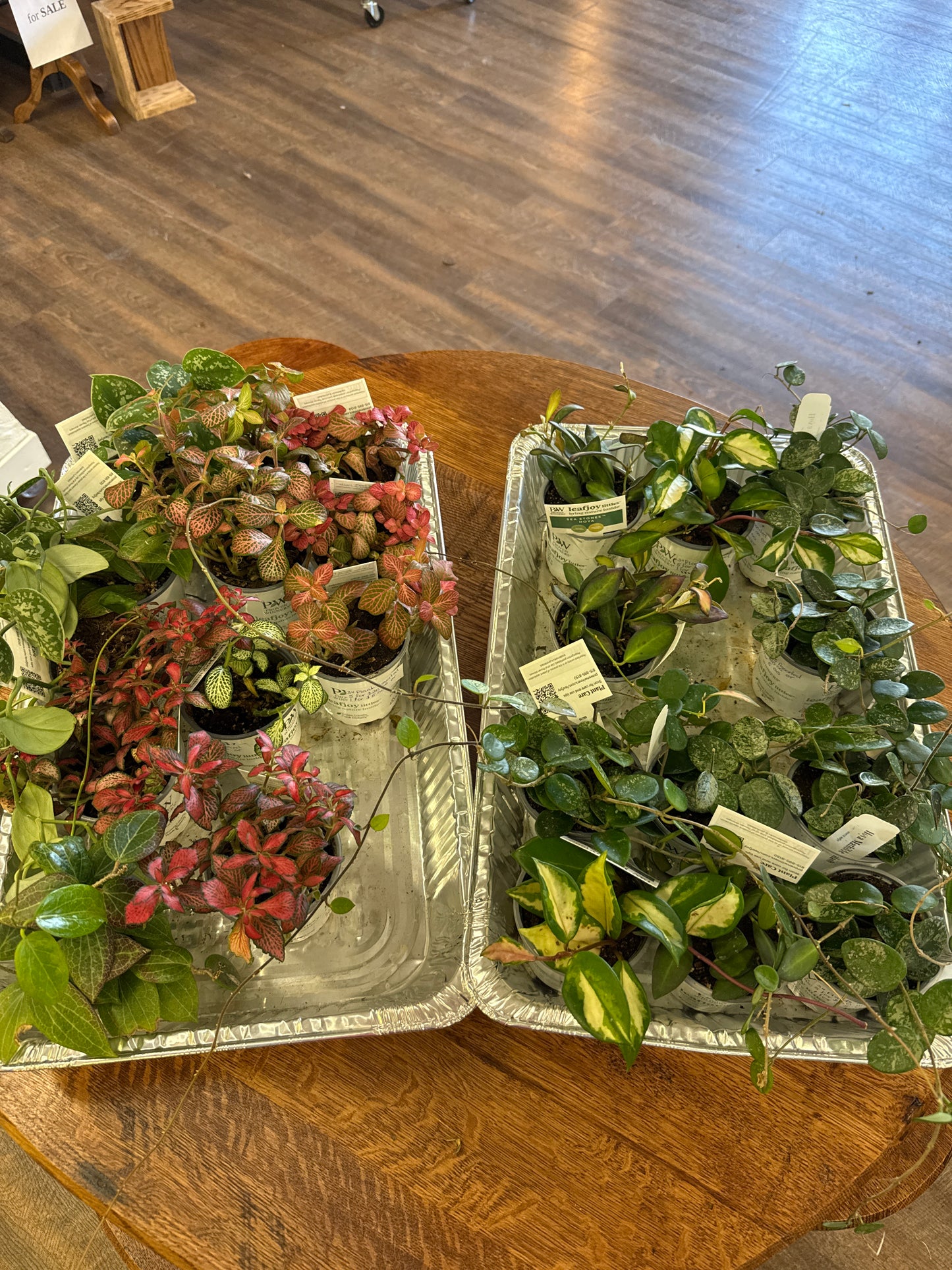 3” plants assorted 1 for $6.00
