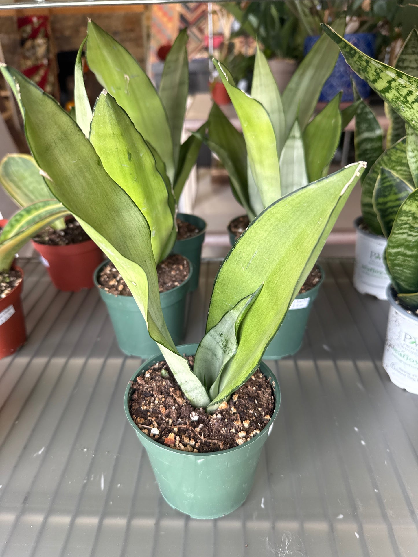 Moonshine Plant snake plant