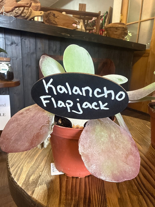 Kalancho Flapjack Plant