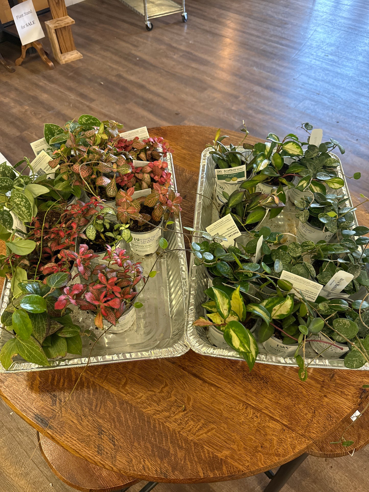 3” plants assorted 5 for $25.00
