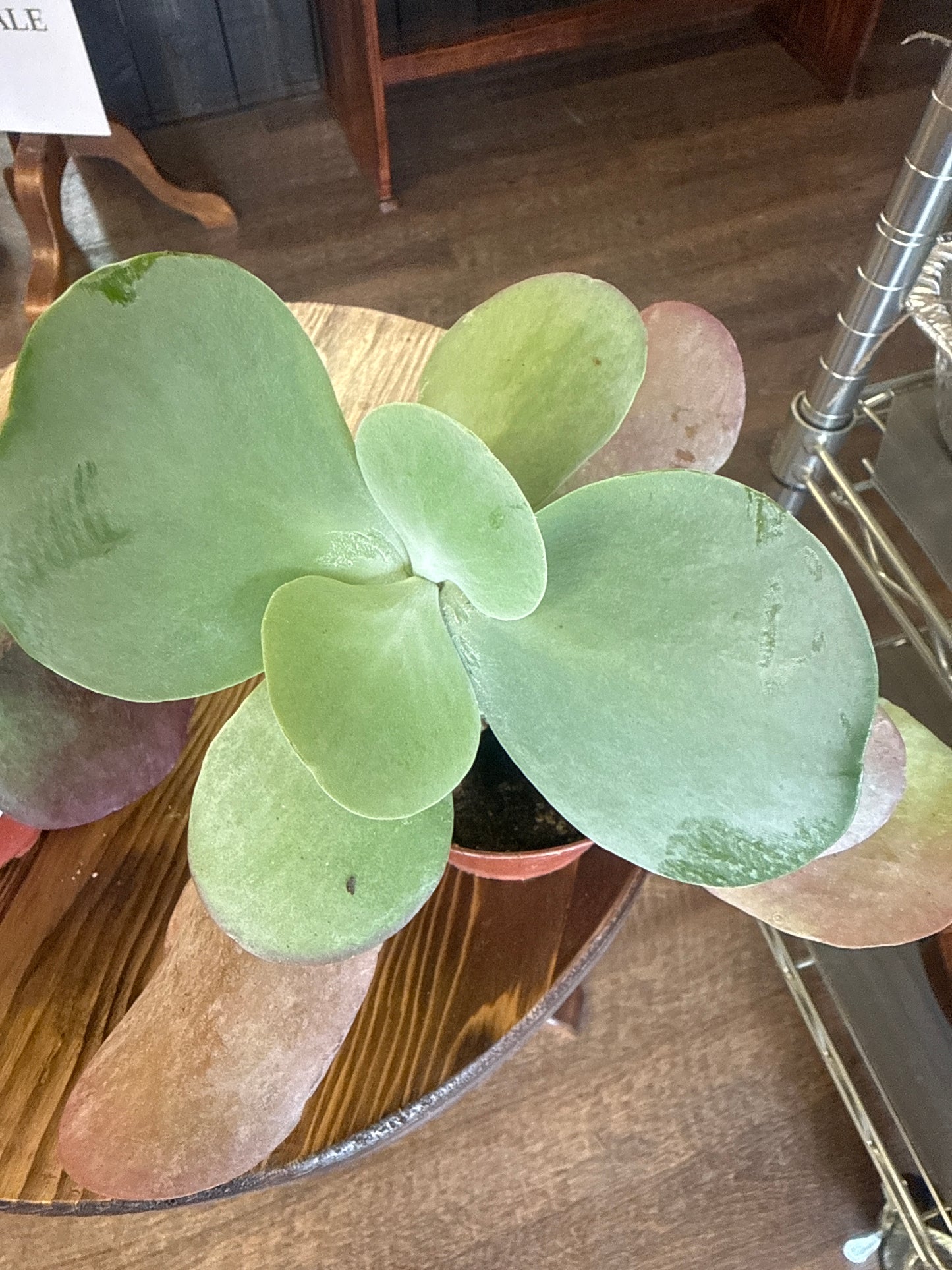 Kalancho Flapjack Plant