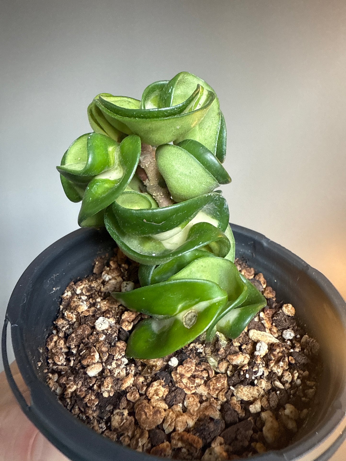 Hoya Hindu rope