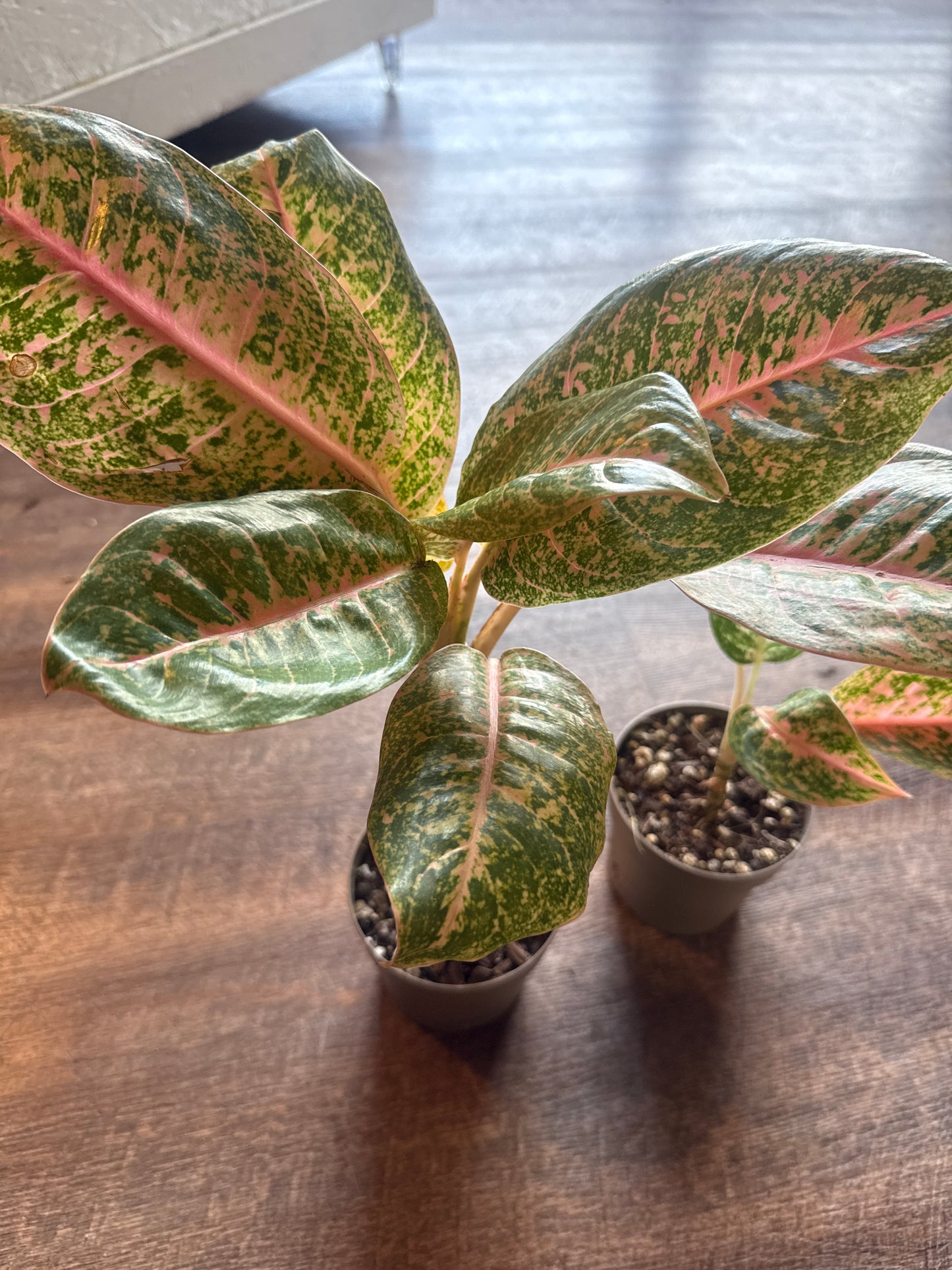 Aglaonema Harley queen