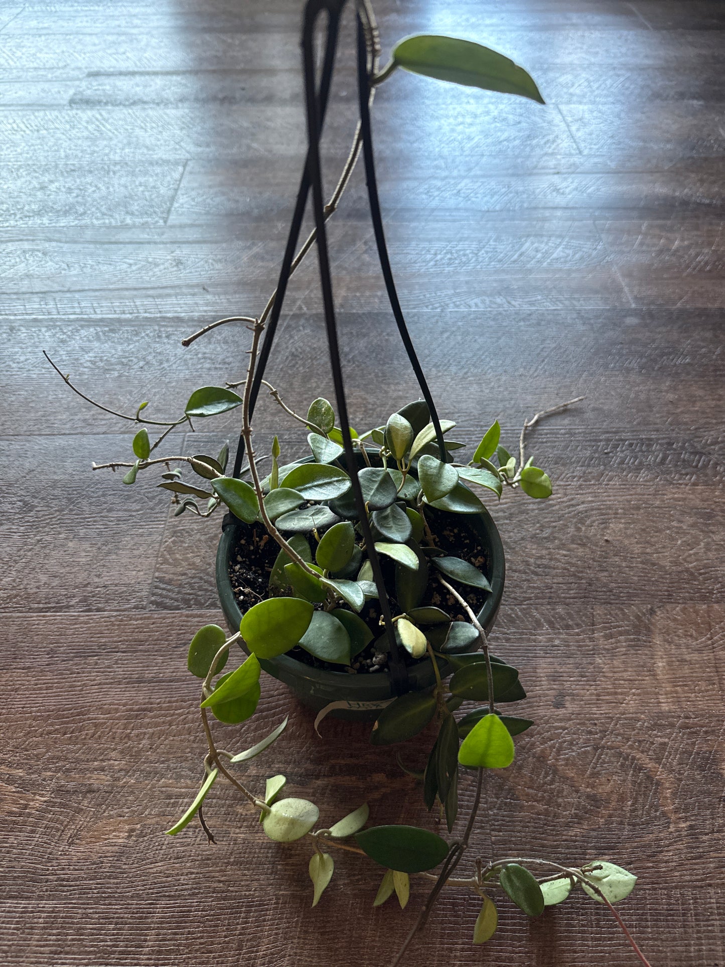 Hoya mix