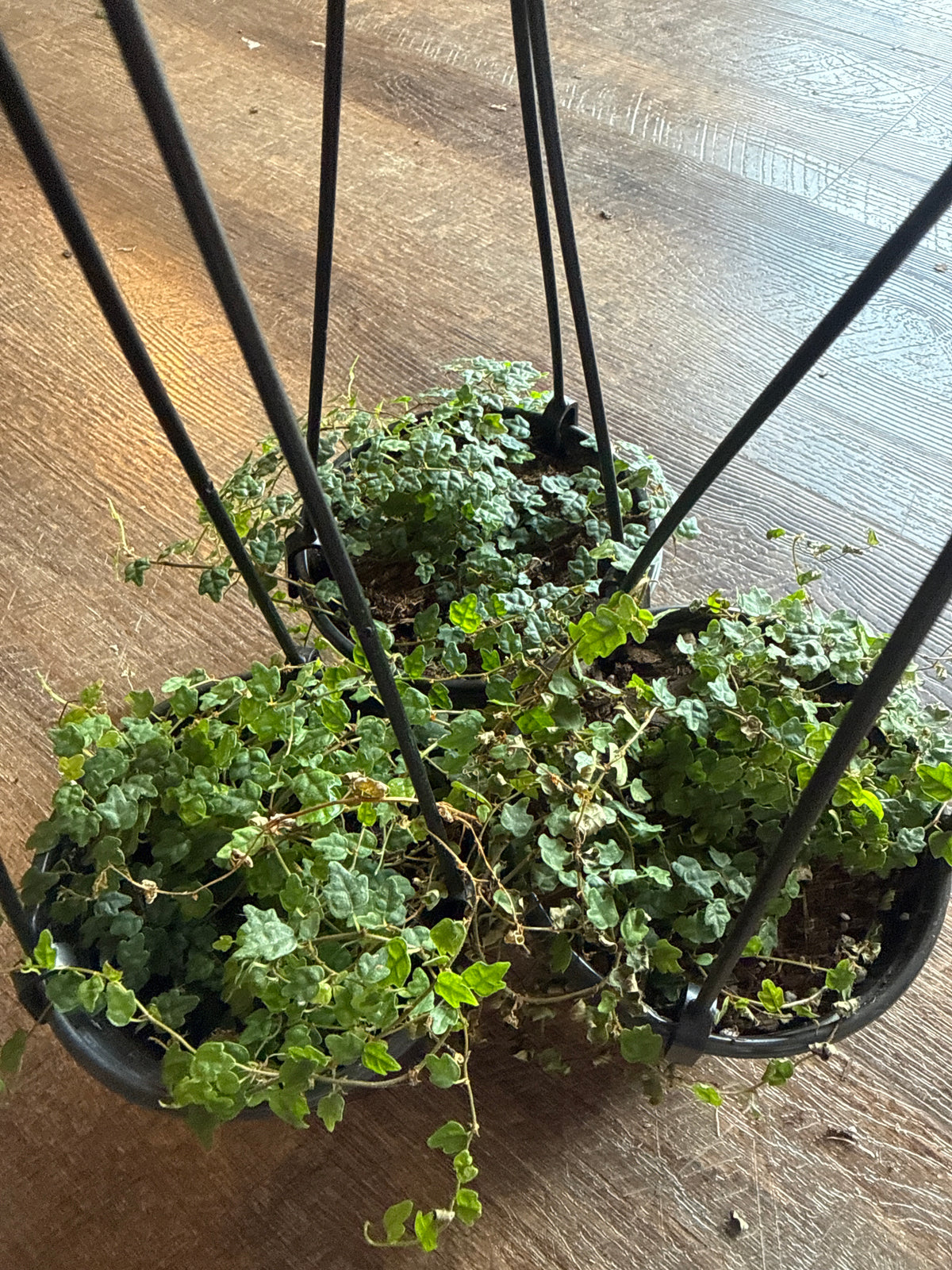 String of frogs