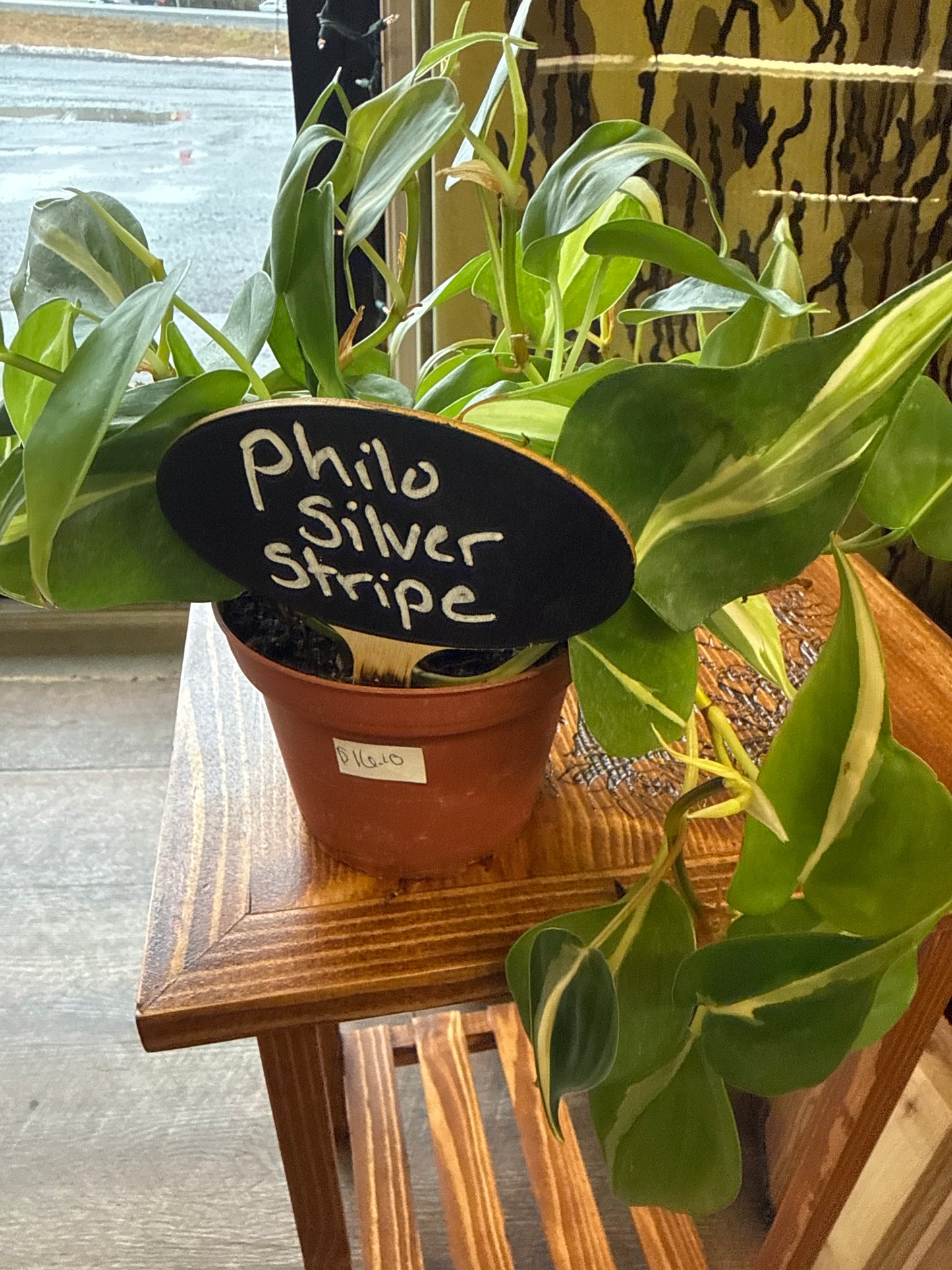 Philo Silver Stripe Plant