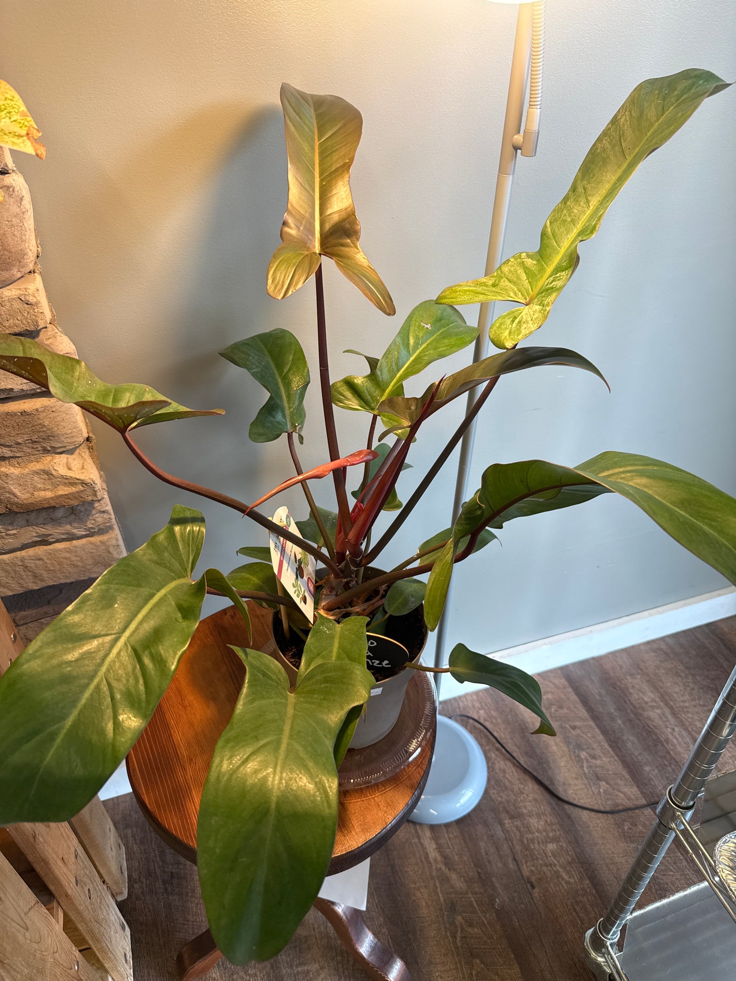 Philo Florida Bronze Plant