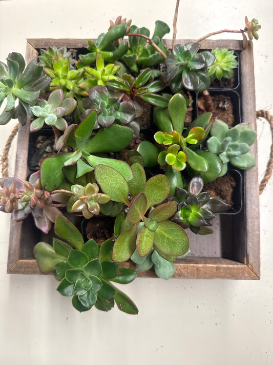 Assorted succulents