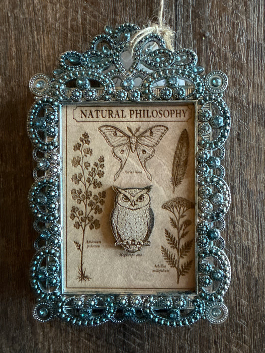 Natural philosophy,  owl in Minnie blue frame #20