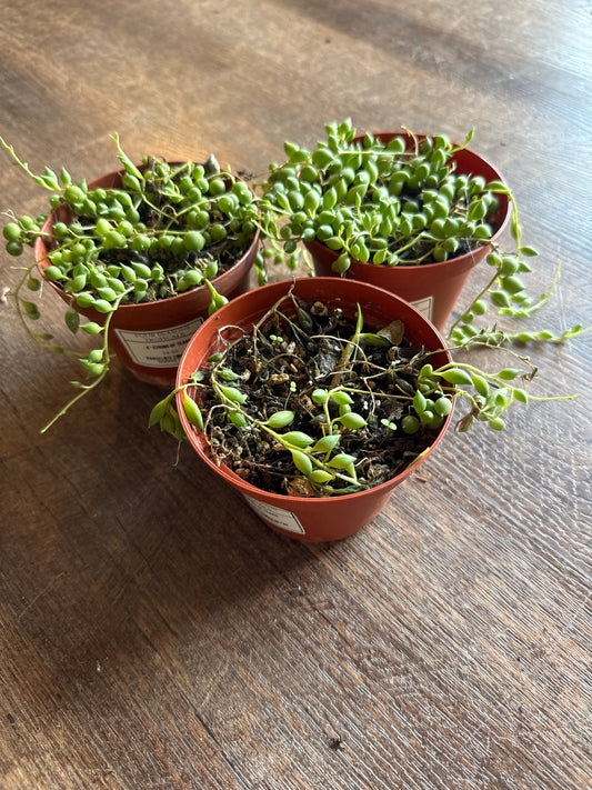 String of tears