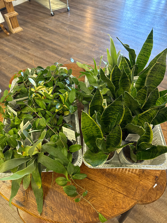 3” plants assorted 1 for $6.00