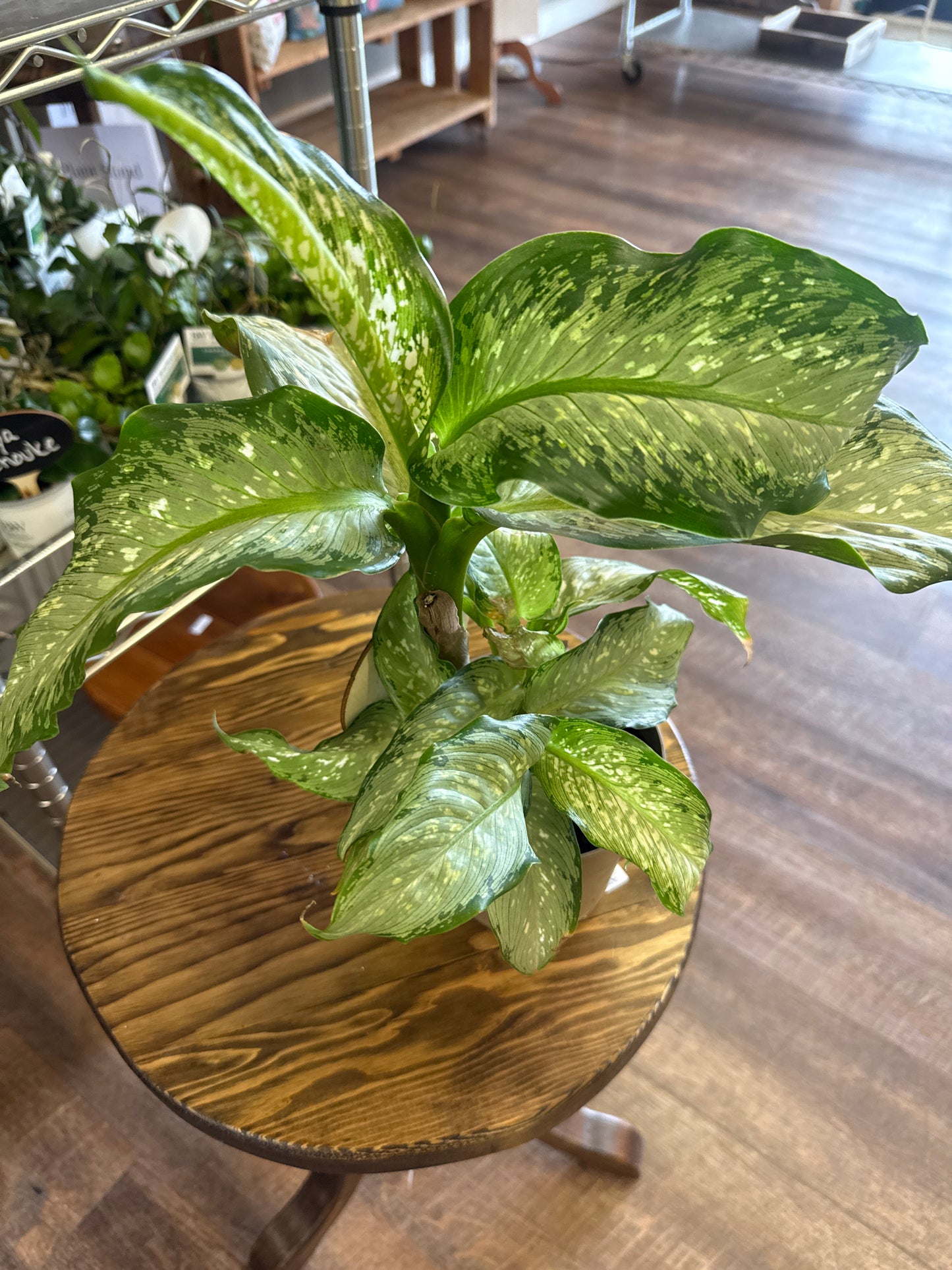 Diffenbachia American Plant