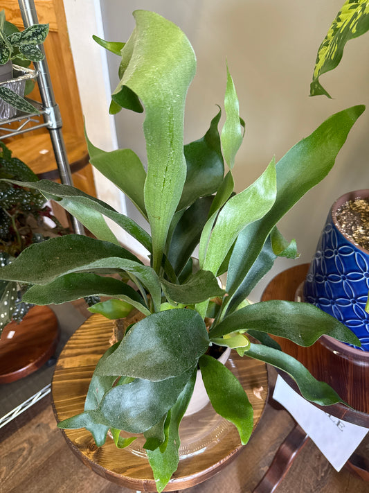 Staghorn Fern Plant (Lg)