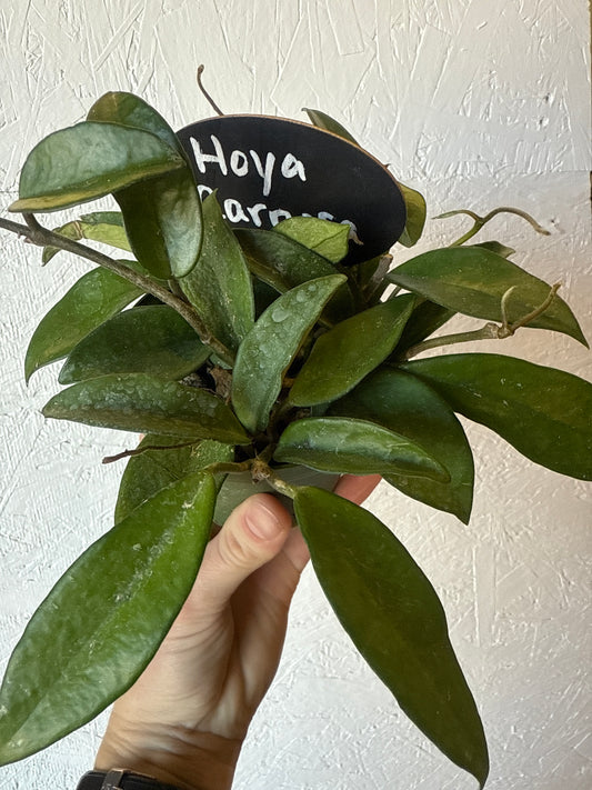 Hoya carnosa