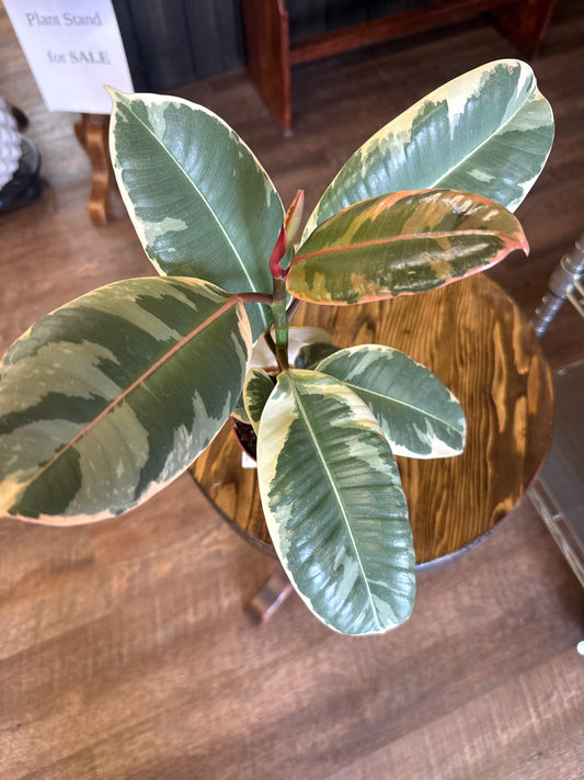 Ficus Plant