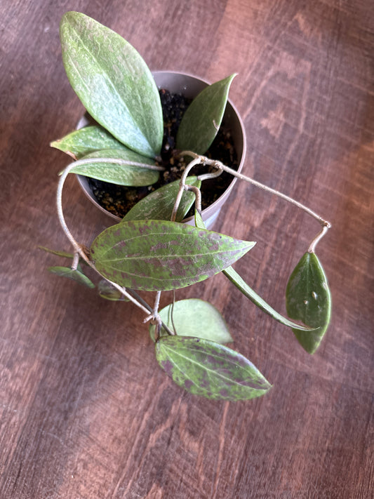 5” Hoya wibergiae